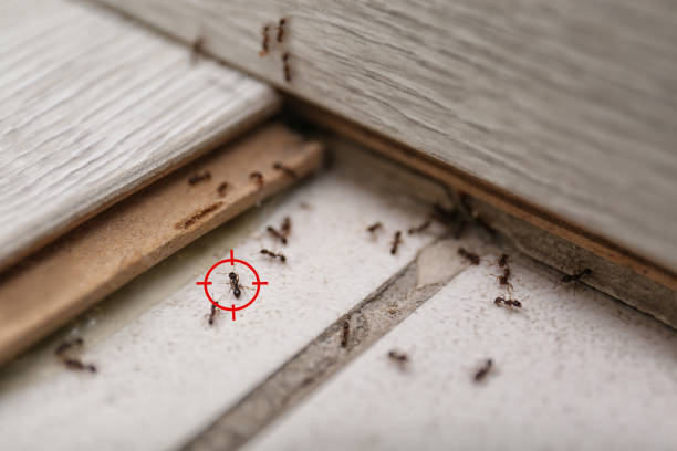 Best Affordable Pest Control Services  in Sioux Center, IA