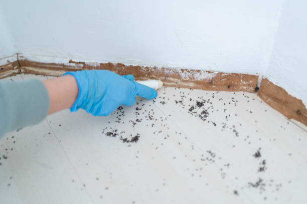 Best Emergency Pest Control  in Sioux Center, IA